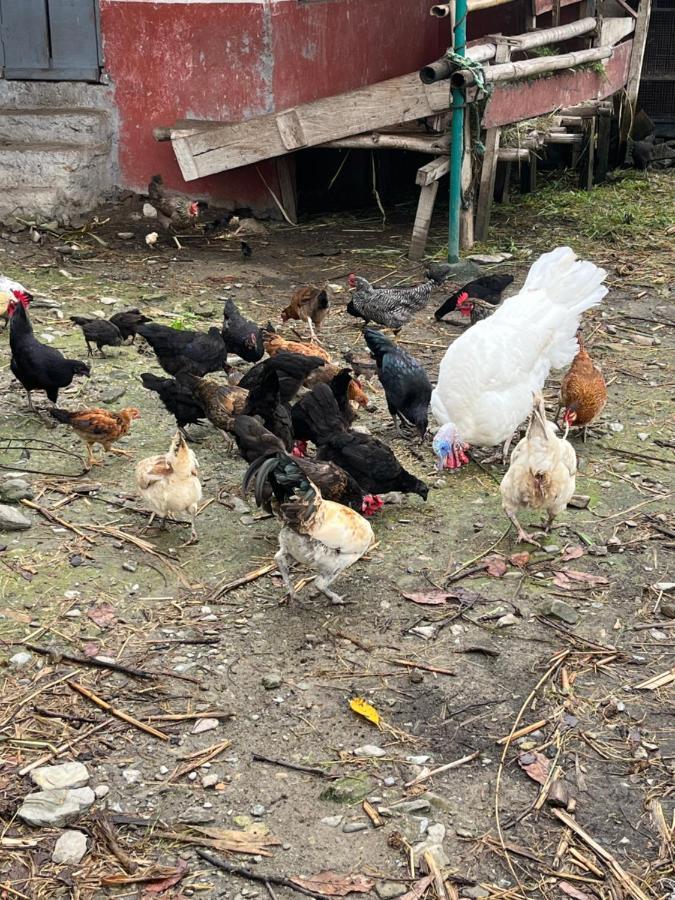 The North Face Inn'S Homestay Pokhara Dış mekan fotoğraf